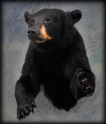 bear